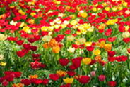 Крым - весенний бал тюльпанов 
