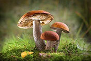 За грибами в Цюрупинский лес